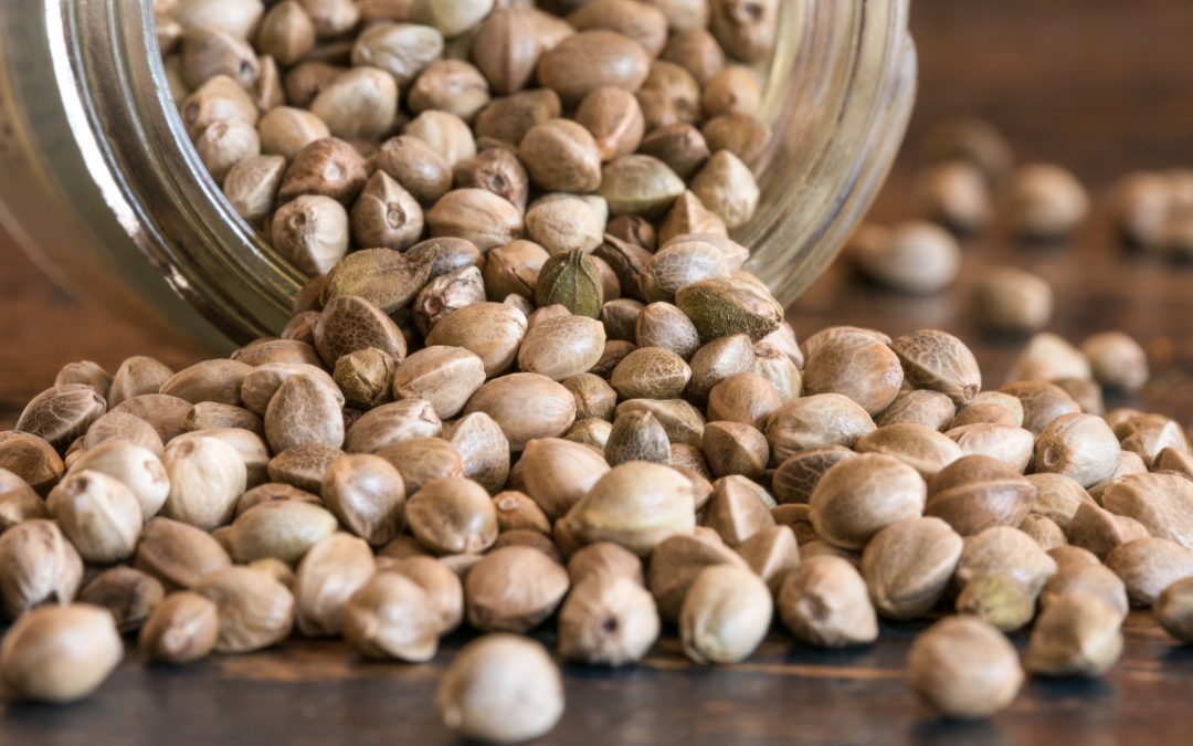 Why You Should Include Hemp Seeds in Your Diet